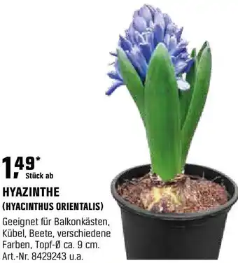 OBI Hyazinthe (hyacinthus orientalis) Angebot