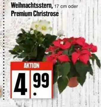 Edeka Weihnachtsstern Oder Premium Christrose Angebot