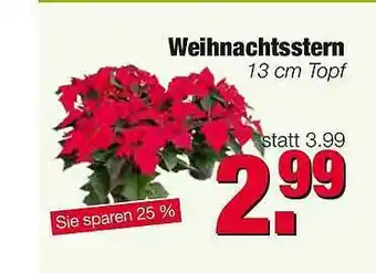 Edeka Scherer Weihnachtsstern Angebot