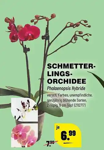 Leitermann Baumarkt Schmetter-lings-orchidee Angebot