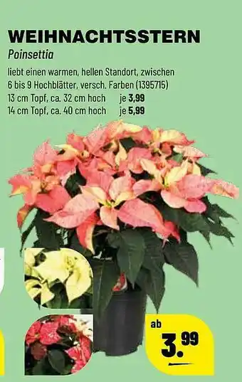 Leitermann Baumarkt Weihnachtsstern Angebot