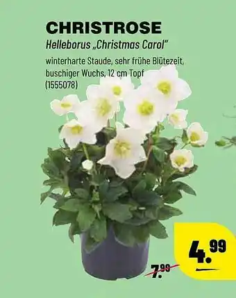 Leitermann Baumarkt Christrose Angebot