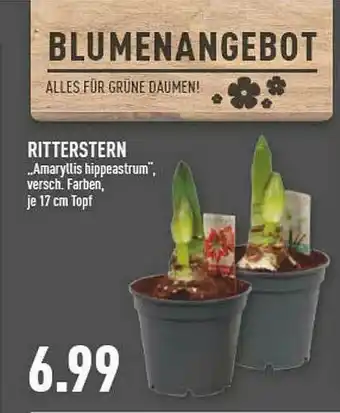 Marktkauf Ritterstern „amaryllis Hippeastrum” Angebot