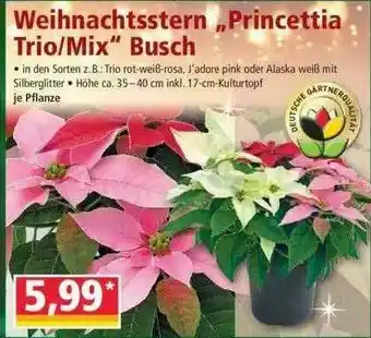 Norma Weihnachtsstern „princettia Trio Oder Mix“ Busch Angebot