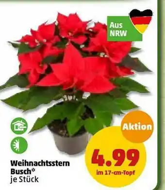 PENNY Weihnachtsstern Busch Angebot