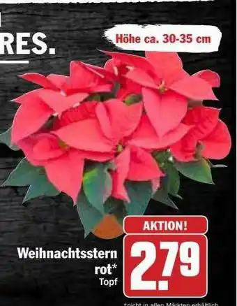 Hit Weihnachtsstern Rot Angebot