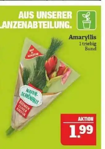 Marktkauf Amaryllis Angebot