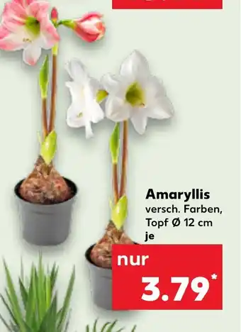 Kaufland Amaryllis Angebot