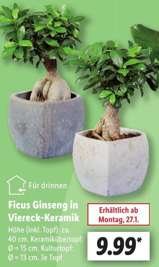 Ficus Ginseng in Viereck-Keramik Angebot bei Lidl