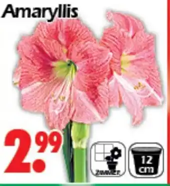 Wreesmann Amaryllis Angebot