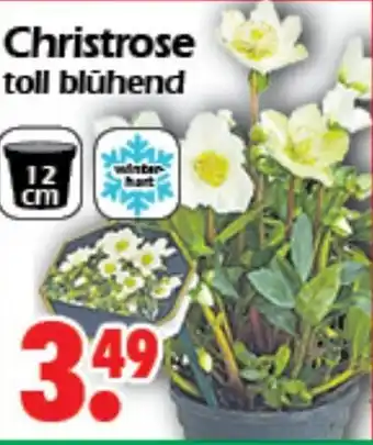 Wreesmann Christrose toll blühend Angebot