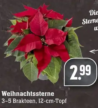 Edeka Neukauf Weihnachtssterne Angebot