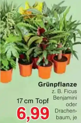 Wiglo Wunderland Grünpflanze Angebot