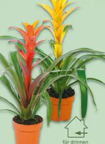 NETTO Bromelien Angebot