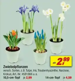 toom Baumarkt Zwiebelpflanzen Angebot