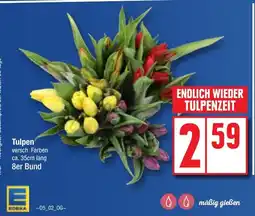 Edeka Tulpen Angebot