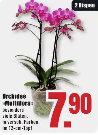 B1 Discount Baumarkt Orchidee Multiflora Angebot