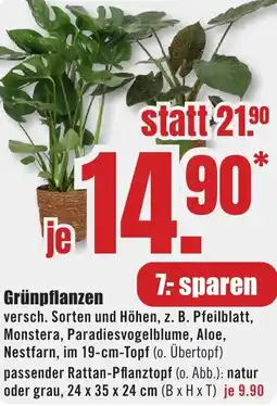 B1 Discount Baumarkt Grünpflanzen Angebot