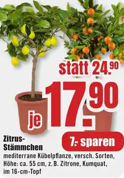 B1 Discount Baumarkt Zitrus Stämmchen Angebot