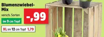 Thomas Philipps Blumenzwiebel Mix Angebot