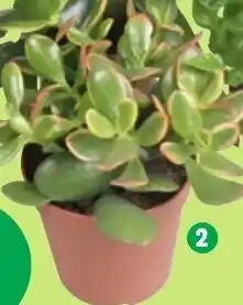 Thomas Philipps Crassula Angebot