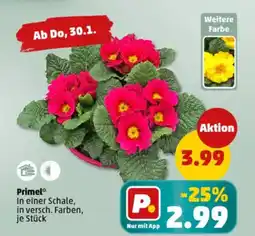 PENNY Primel Angebot