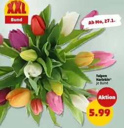 PENNY Tulpen Harlekin Angebot