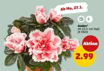 PENNY Azalee Angebot