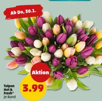 PENNY Tulpen Hot & Fresh Angebot