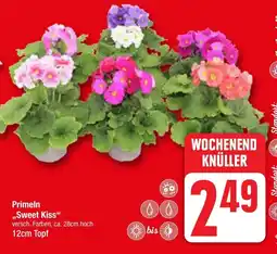 Edeka Primeln ,,Sweet Kiss" Angebot