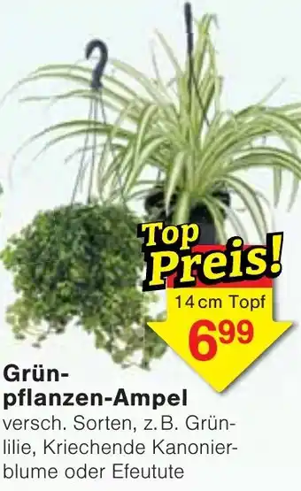 Wiglo Wunderland Grünpflanzen-Ampel Angebot