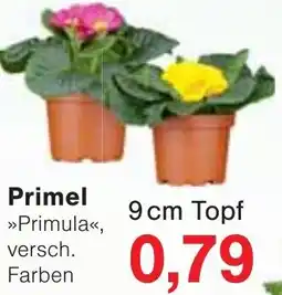 Wiglo Wunderland Primel Angebot