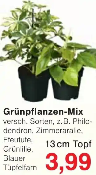 Wiglo Wunderland Grünpflanzen-Mix Angebot