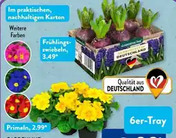 Aldi Süd Gardenline Frühlingszwiebeln Angebot