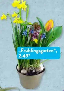 Aldi Süd Gardenline Frühlingsgarten Angebot