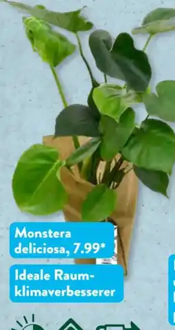 Aldi Süd Gardenline Monstera Deliciosa Angebot