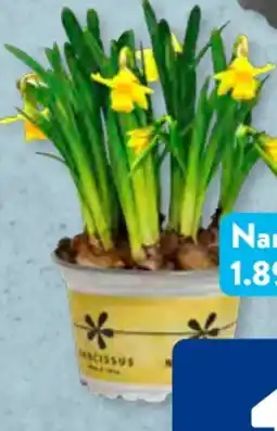 Aldi Süd Gardenline Narzissen Angebot