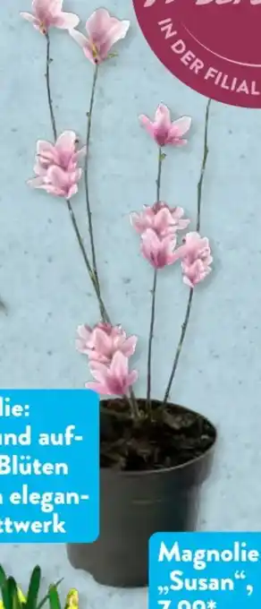 Aldi Süd Gardenline Magnolie Susan Angebot