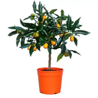 toom Baumarkt Citrus-Ministamm Angebot