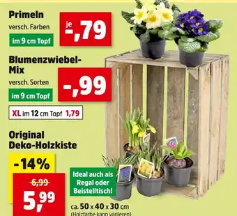 Thomas Philipps Primeln, blumenzwiebel-mix oder original deko-holzkiste Angebot