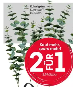 Rusta Eukalyptus Angebot