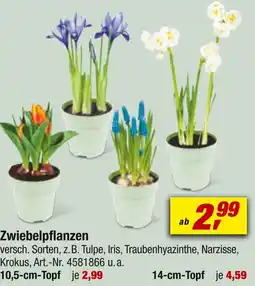 toom Baumarkt Zwiebelpflanzen Angebot