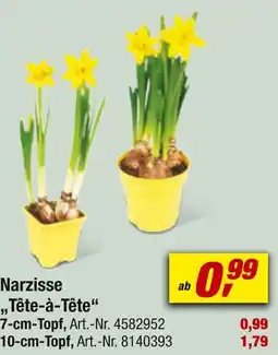 toom Baumarkt Narzisse tête-à-tête Angebot