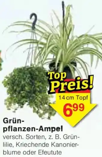 Jawoll Grünpflanzen-Ampel Angebot