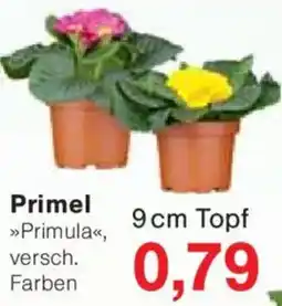 Jawoll Primel Angebot