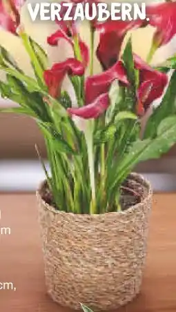 Netto Marken-Discount Calla Angebot