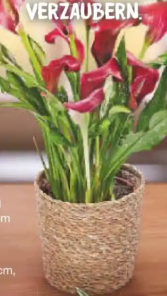 Netto Marken-Discount Calla Angebot