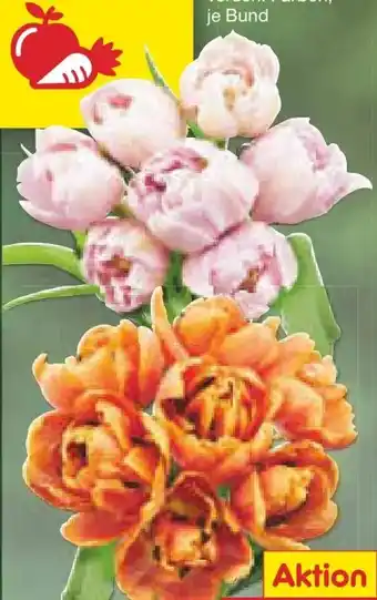 Netto Marken-Discount Tulpen Sondersorten Angebot