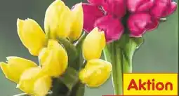 Netto Marken-Discount Tulpen Angebot