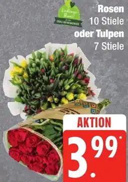 Edeka Frischemarkt Rosen oder Tulpen Angebot